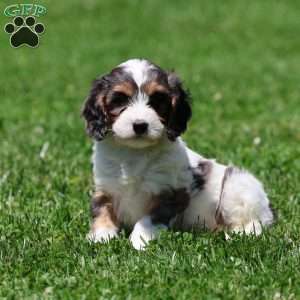 Coconut, Cavapoo Puppy